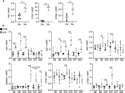 YAP/TAZ: Key Players for Rheumatoid Arthritis Severity by Driving Fibroblast Like Synoviocytes Phenotype and Fibro-Inflammatory Response